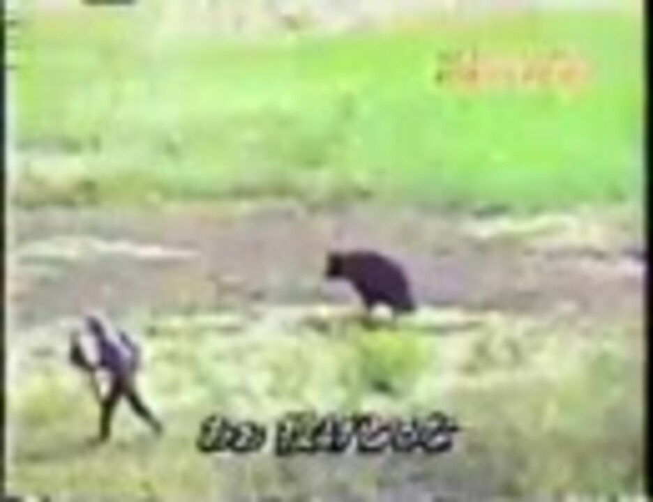 ヒグマに追いかけられる釣り人 By Ko9yh65 動物 動画 ニコニコ動画