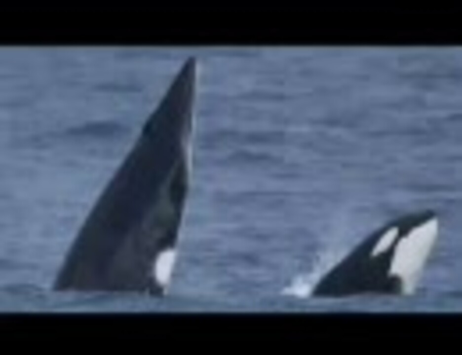 シャチがミンククジラを襲う ニコニコ動画