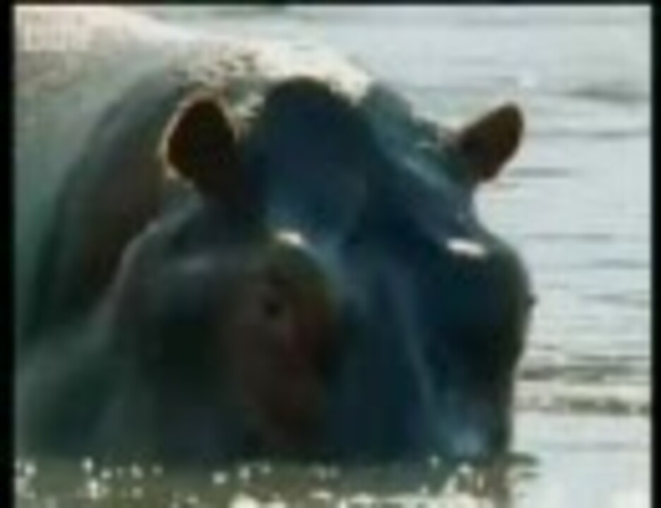 ワニがカバの死骸を食う ニコニコ動画