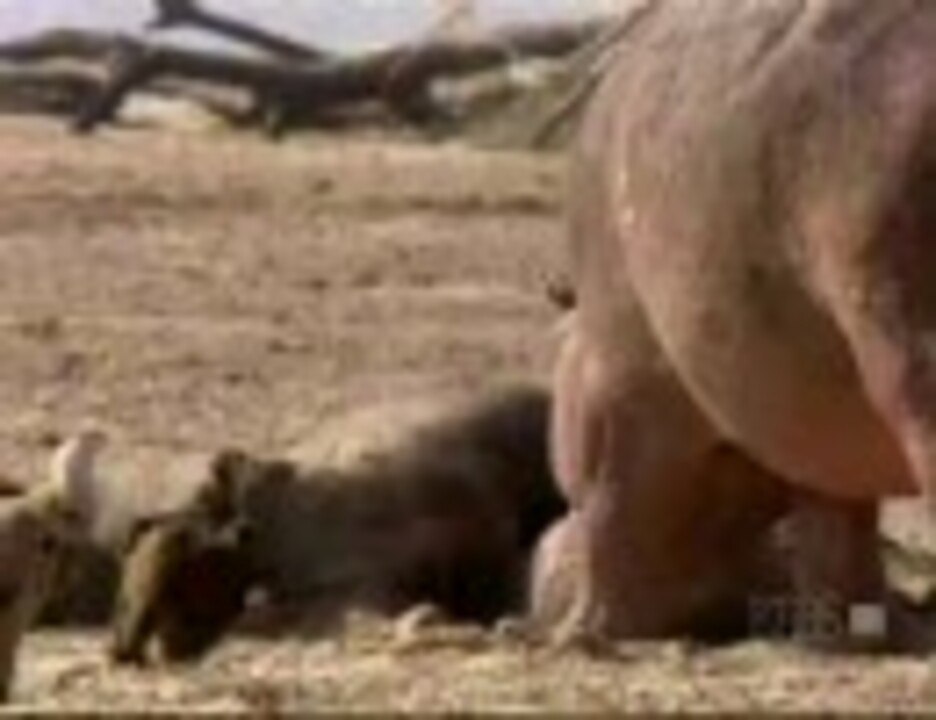 カバがバッファローの死骸を食ってたら ニコニコ動画