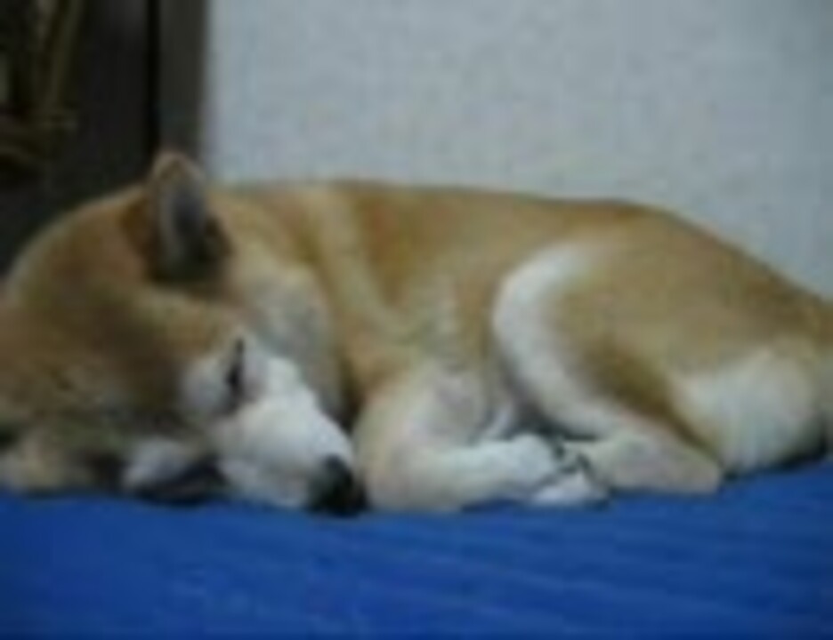 寝犬 ７月２８日 ニコニコ動画