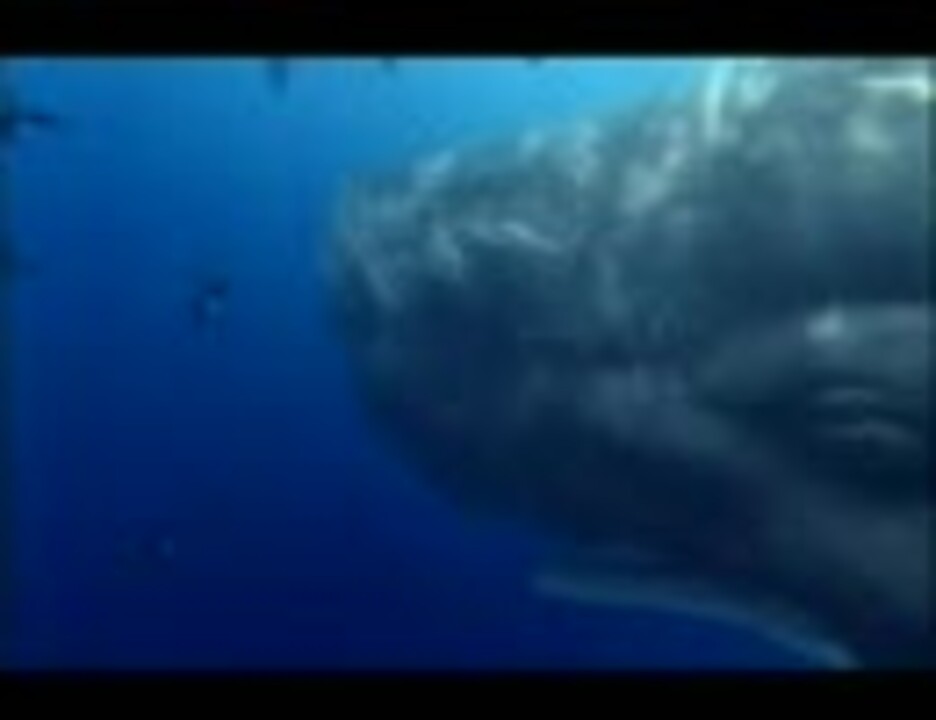 シャチとマッコウクジラの攻防を詳しく解説 ニコニコ動画