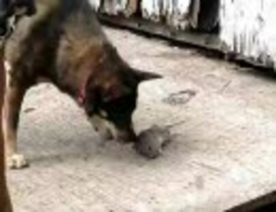 犬がネズミを瞬殺 ニコニコ動画