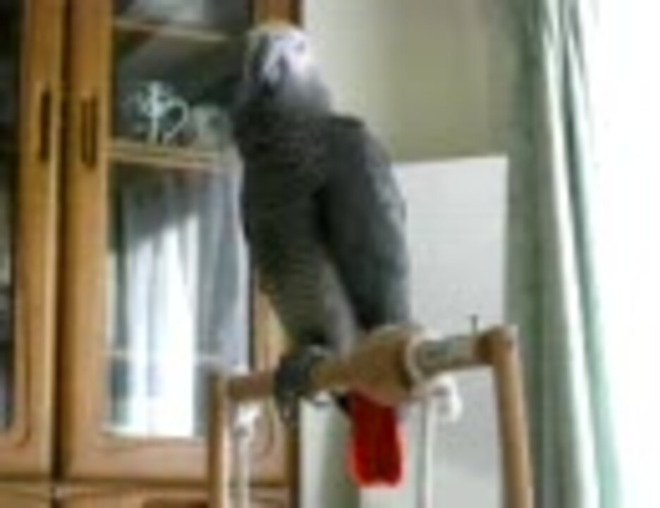 人気の ヨウム 動画 187本 ニコニコ動画