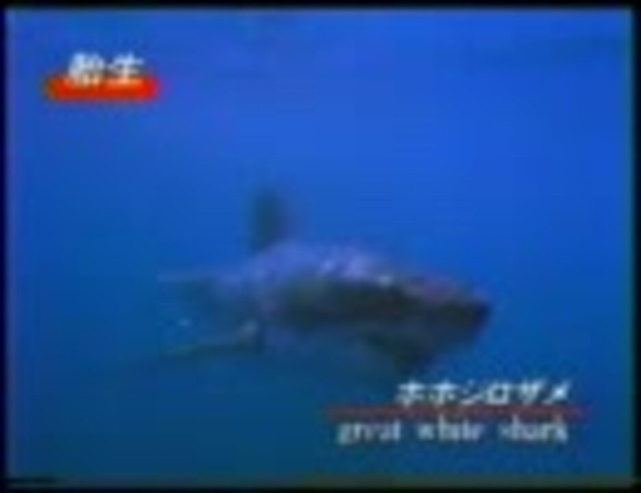 人気の さめ 動画 909本 3 ニコニコ動画