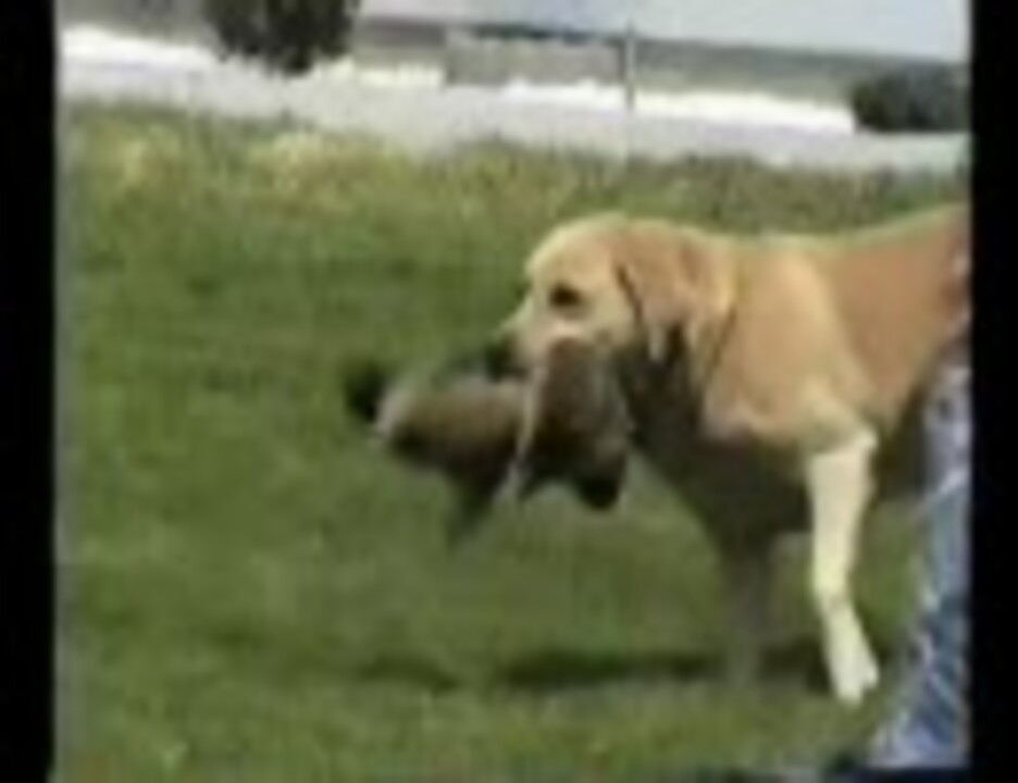 犬が地リスを捕獲 ニコニコ動画