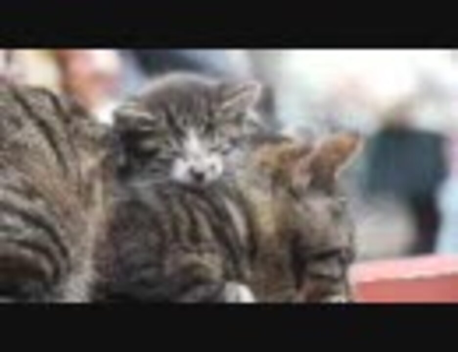 人気の 猫 親子 動画 25本 ニコニコ動画
