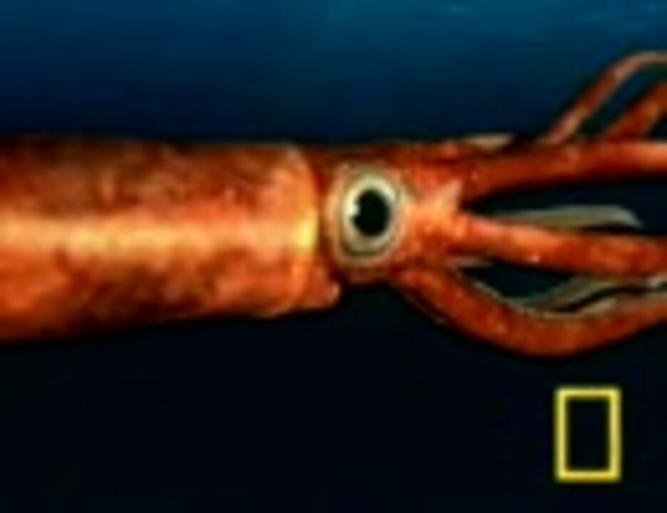 ダイオウイカ シーモンスターその他 ニコニコ動画