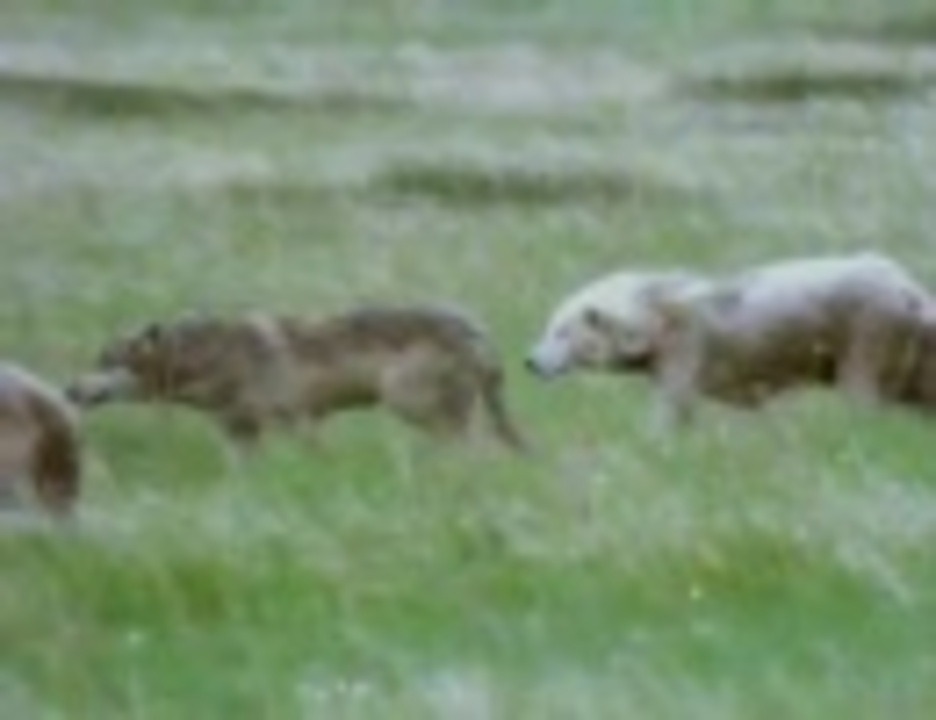 狼、バイソンを狩る - ニコニコ動画