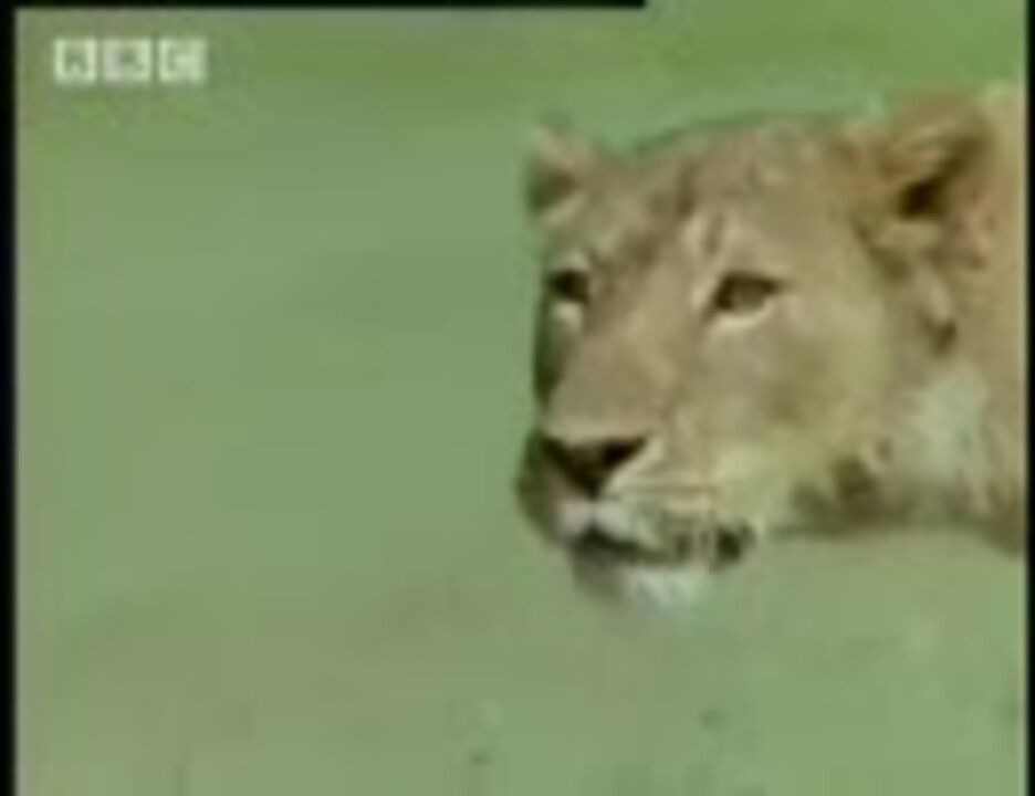 人気の 捕食 ライオン 動画 76本 2 ニコニコ動画
