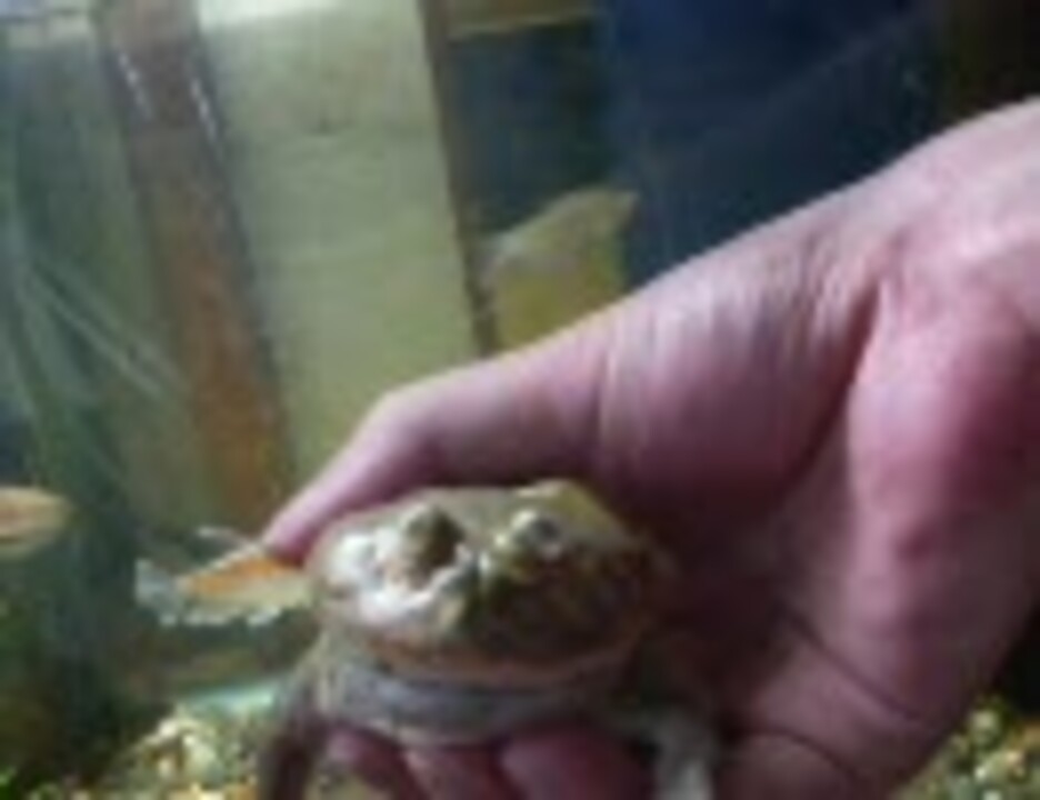 人気の マルメタピオカガエル 動画 16本 ニコニコ動画