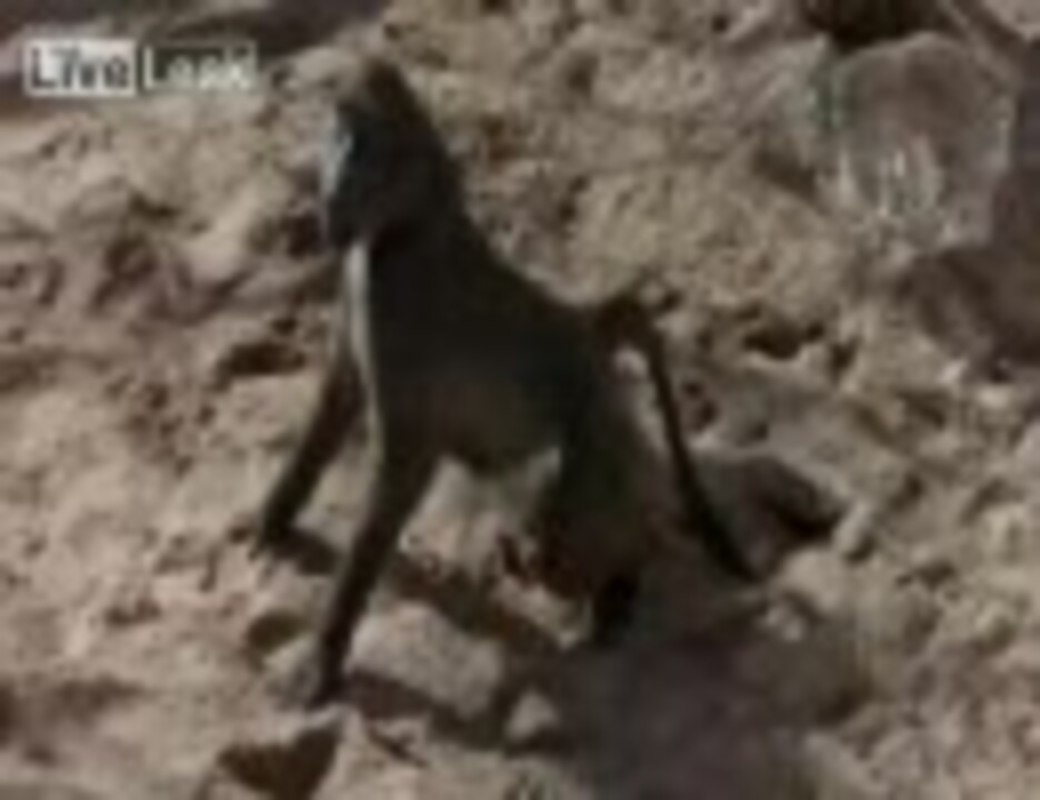 酔っぱらった野生動物 ニコニコ動画