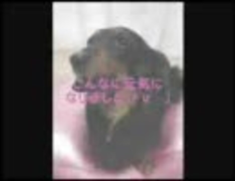 犬の健康 猫の健康 脳幹活性ペンダント イフ イフペンダント１０ ニコニコ動画