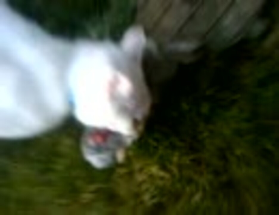 白猫 ウサギを食べる ニコニコ動画