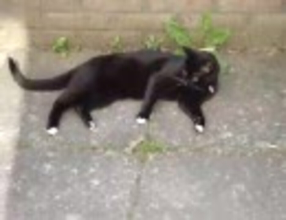 つま先だけ白い黒猫がネズミを食べる ニコニコ動画