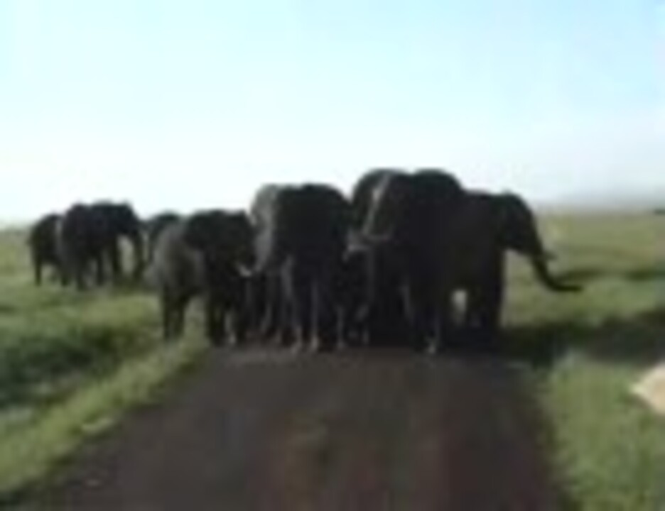 人気の 怒ったゾウ 動画 13本 ニコニコ動画