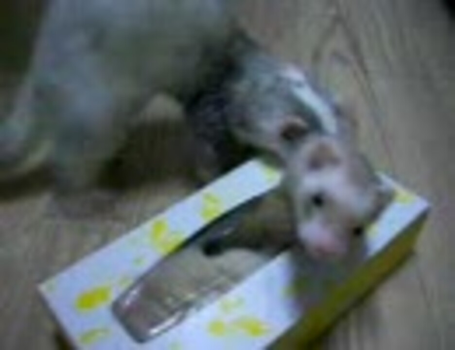 人気の フェレット いたち 動画 139本 ニコニコ動画