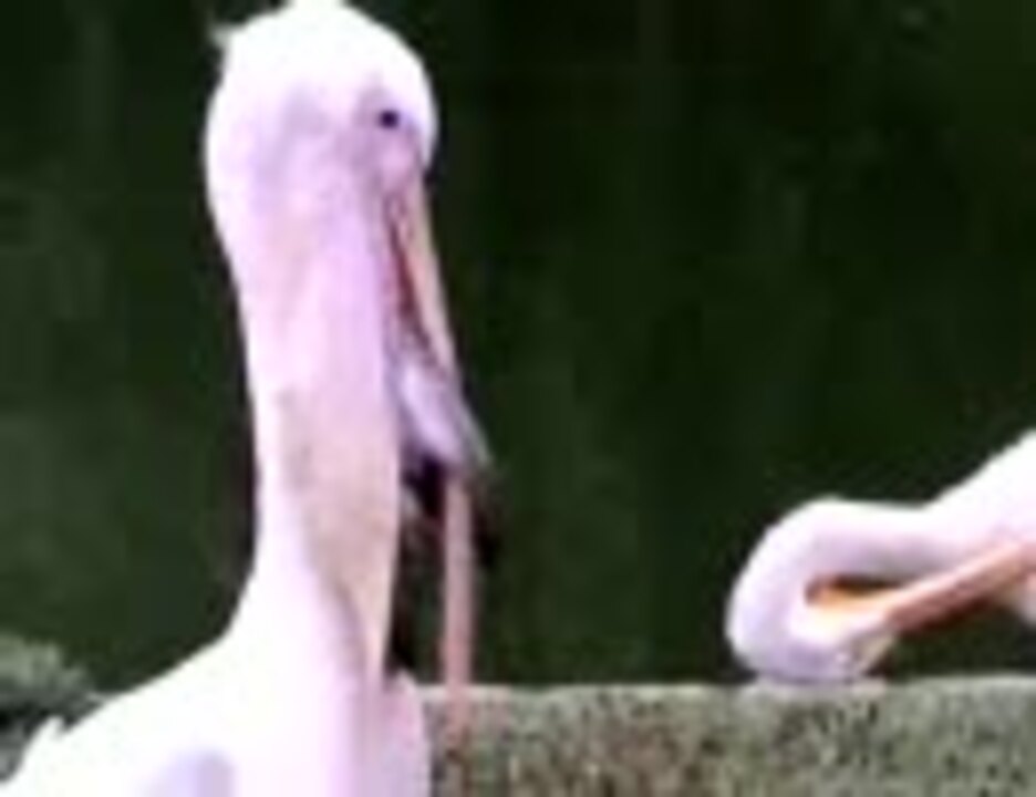 ペリカンの餌鳩 ニコニコ動画