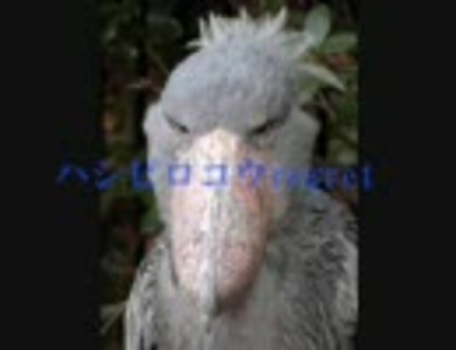 ハシビロコウ 英語 発音