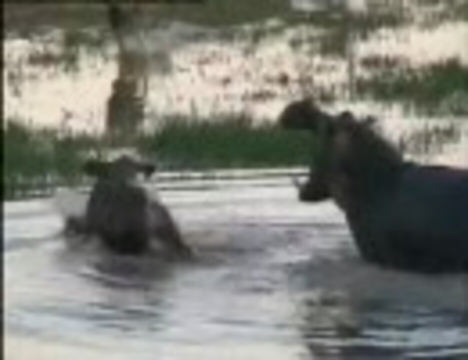 人気の カバ最強伝説 動画 2本 ニコニコ動画