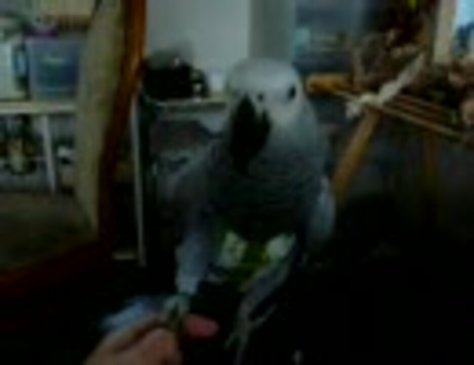 人気の ヨウム 動画 187本 ニコニコ動画