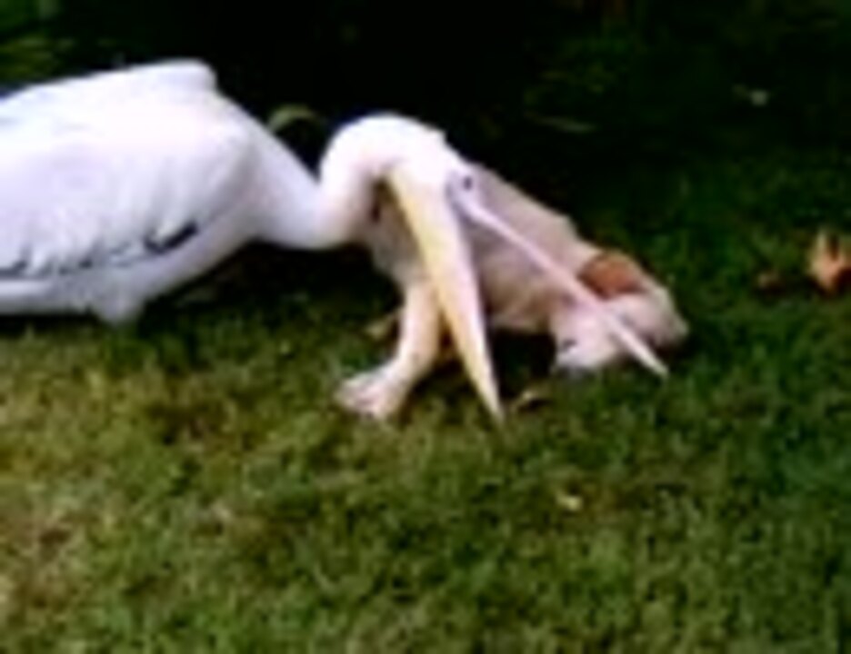 ペリカンが寝ている犬を食おうとする ニコニコ動画