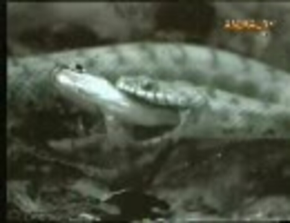 水中でヘビが魚を食べる ニコニコ動画