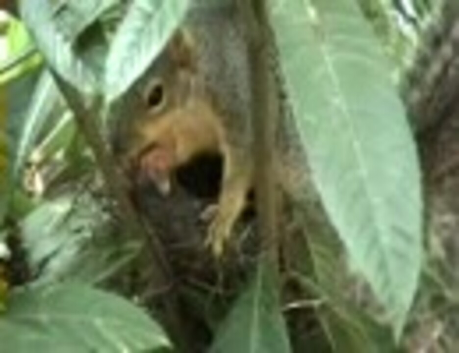 リスが鳥の巣からヒナをさらう ニコニコ動画