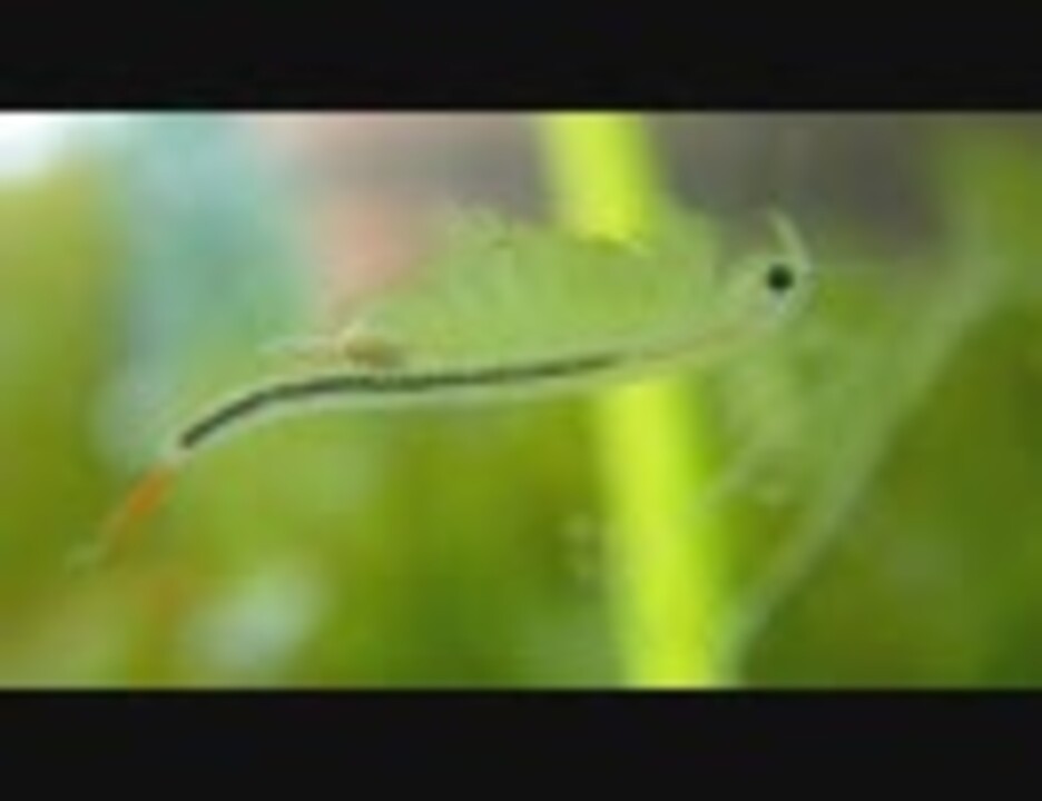 人気の 淡水ブラインシュリンプ 動画 2本 ニコニコ動画