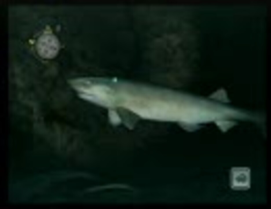 Forever Blue Wi Fiで深海探索 Part2 ニコニコ動画