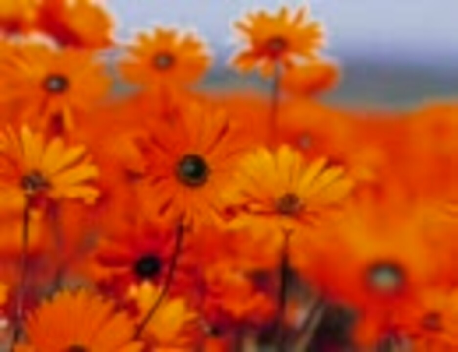 人気の 19 以心伝心 動画 29本 ニコニコ動画