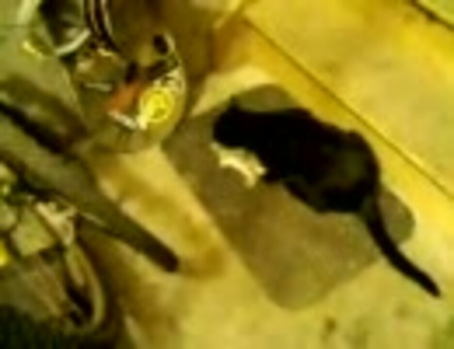 黒猫がウサギ食べてる 頭から ニコニコ動画