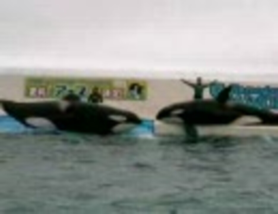 人気の 鴨川シーワールド 動画 66本 ニコニコ動画