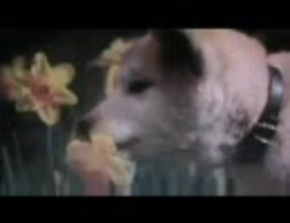 人気の 泣ける動物ものリンク 動画 30本 ニコニコ動画