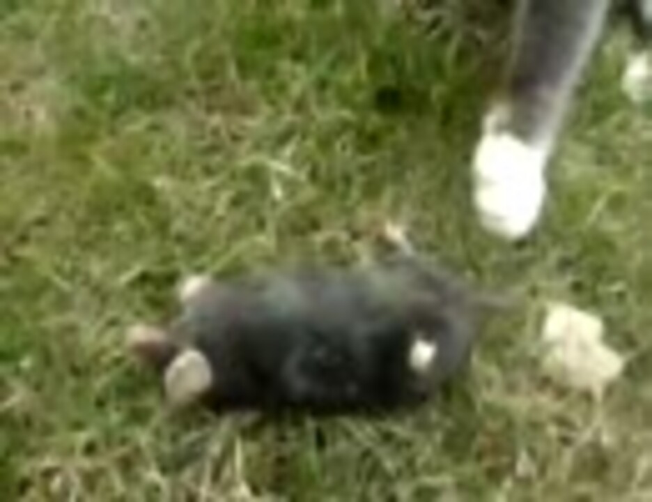 猫がモグラ捕まえたよ ニコニコ動画