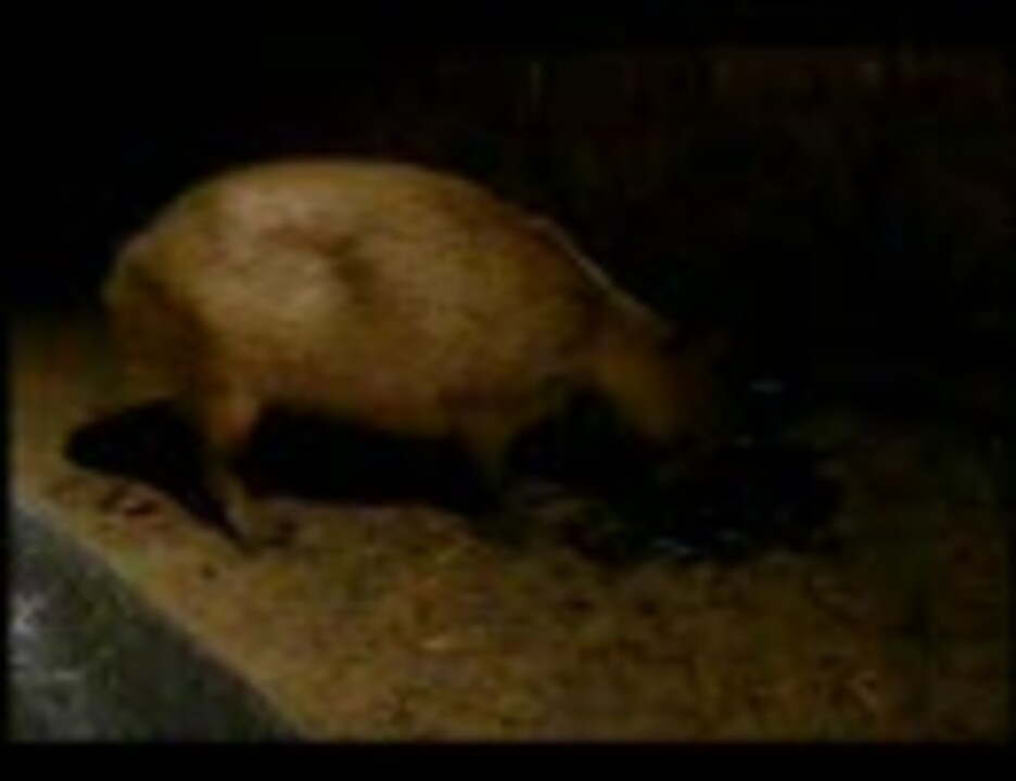 人気の 動物 出産 動画 本 ニコニコ動画