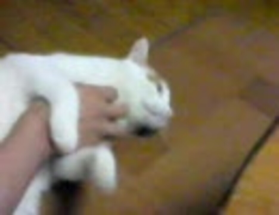 人気の わしゃわしゃ 動画 18本 ニコニコ動画