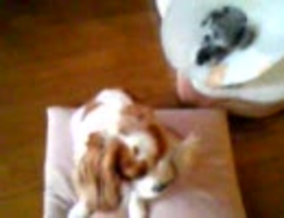 人気の 犬 キャバリア 動画 79本 ニコニコ動画
