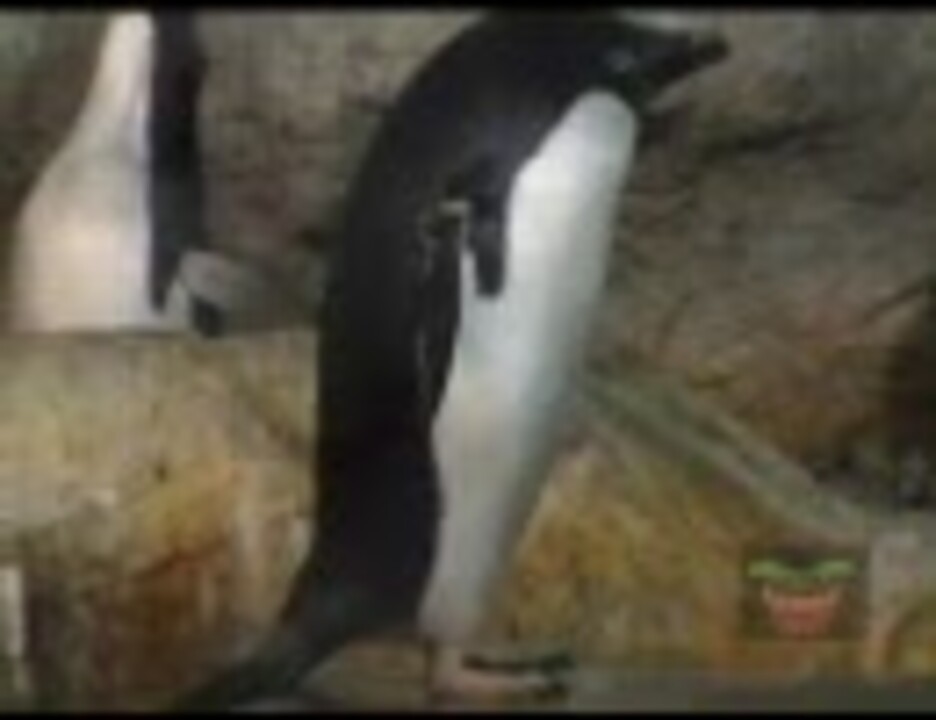 人気の アデリーペンギン 動画 45本 ニコニコ動画
