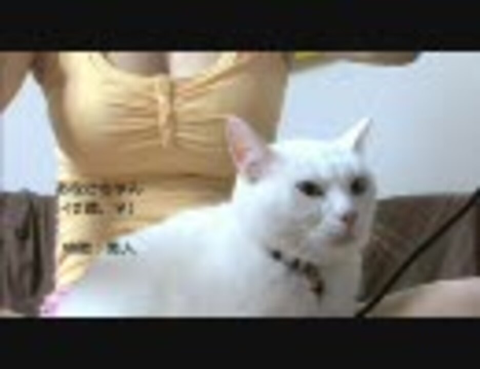 股猫 あなごちゃん 2歳 猫 しづちゃん 22歳 人 第一弾 ニコニコ動画