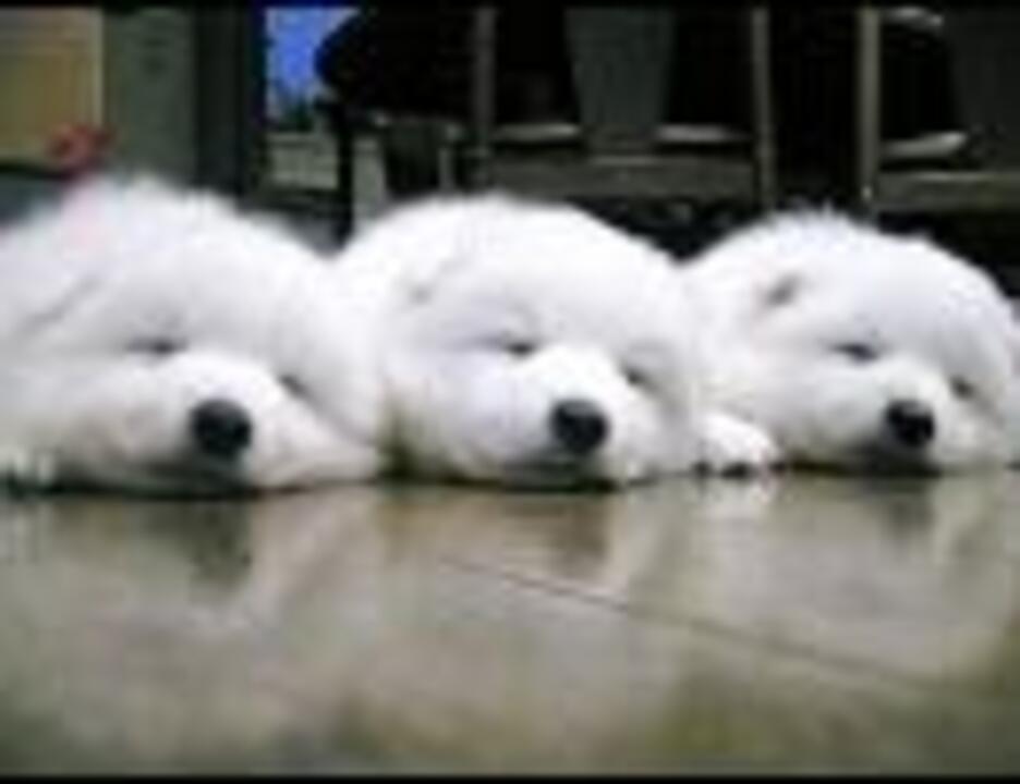 人気の 白い生き物 動画 8本 ニコニコ動画