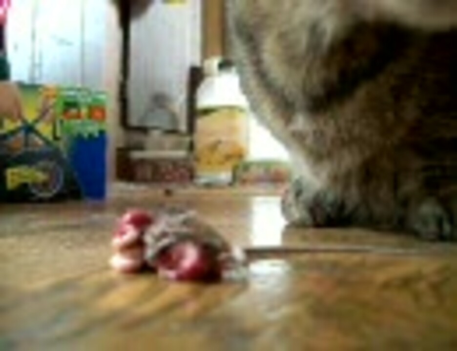 猫がネズミを食べる なんか残した ニコニコ動画