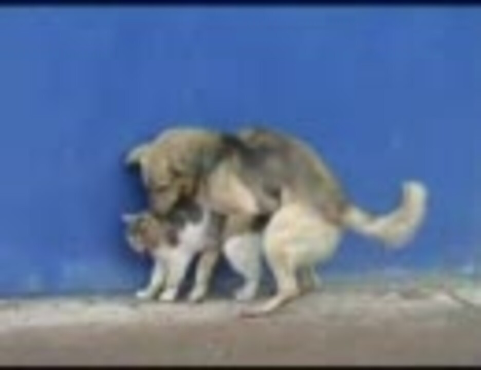 猫が犬に ニコニコ動画