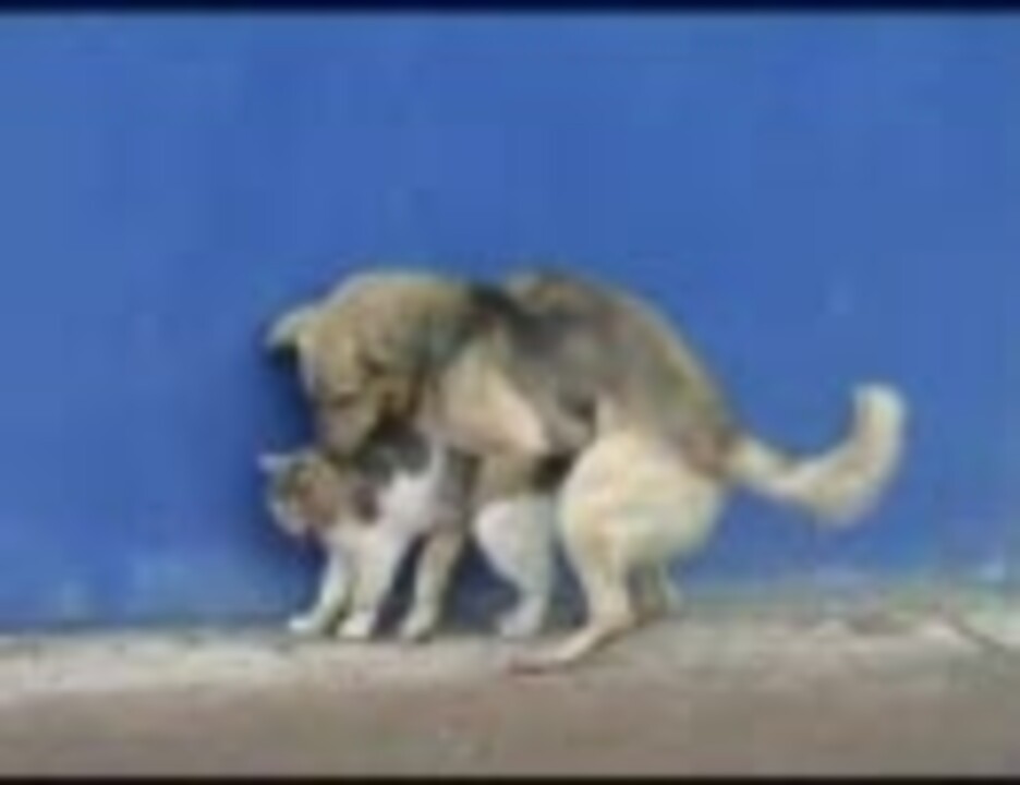 猫が犬に・・・・・・