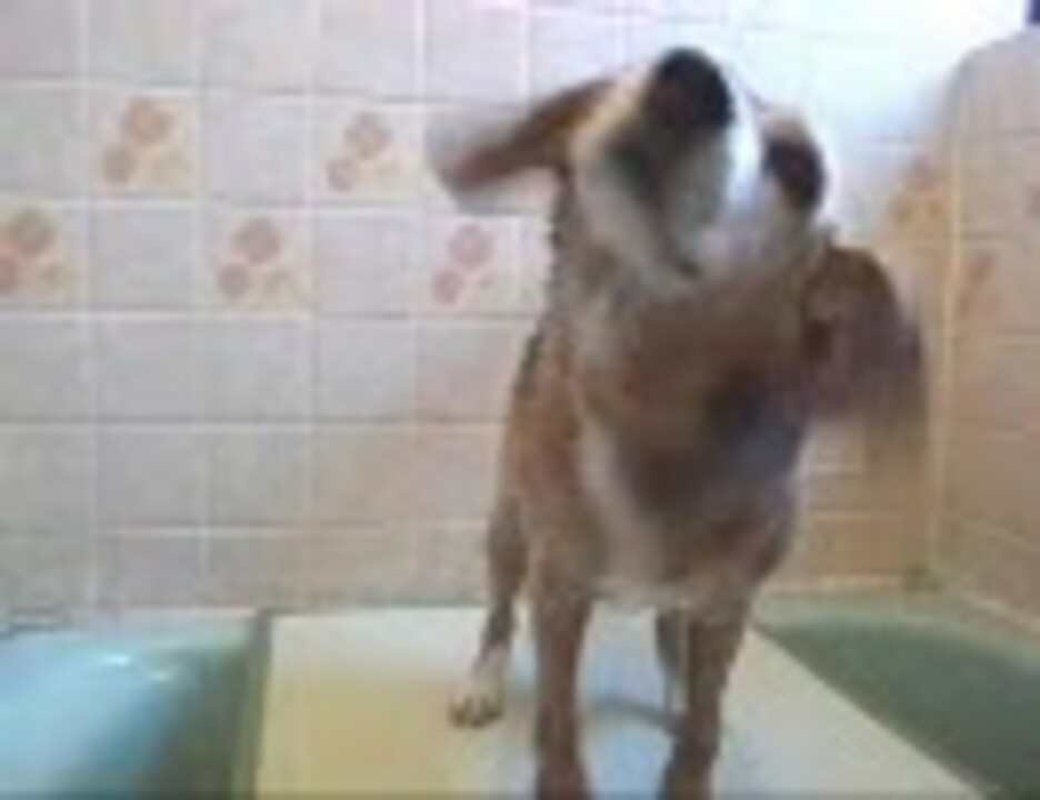 人気の わんわん動画 ビーグル 動画 90本 ニコニコ動画