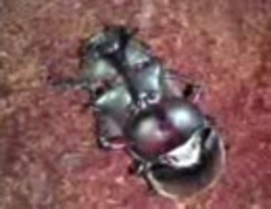 カブトムシの子作り ニコニコ動画