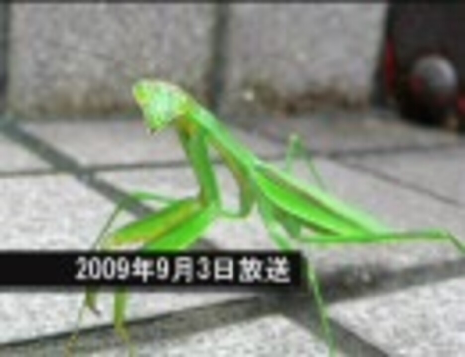 人気の 天てれ 動画 354本 2 ニコニコ動画