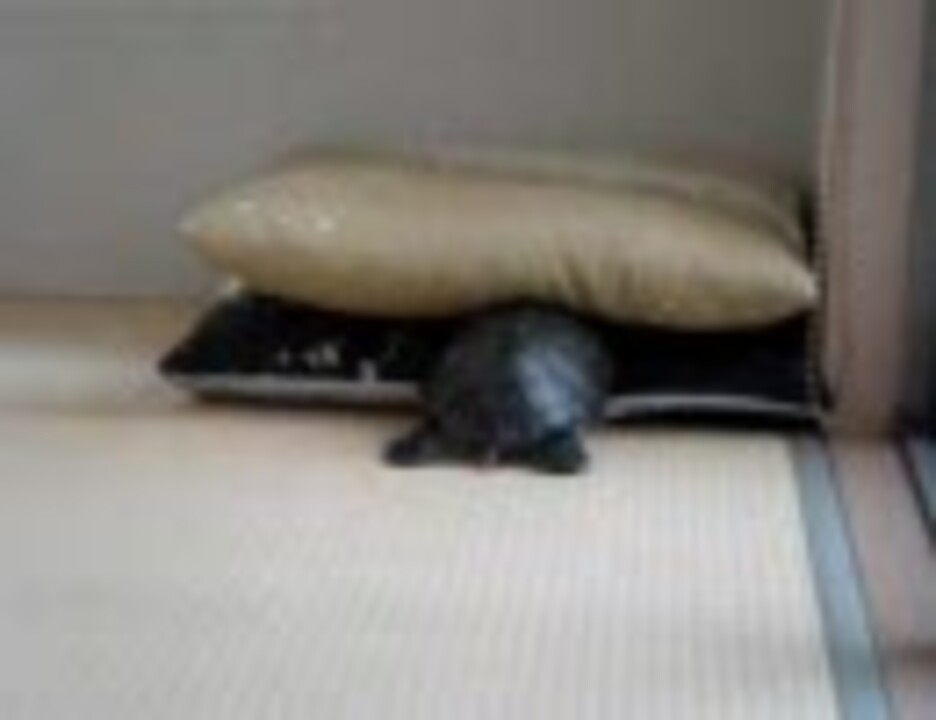 ミドリガメのさきちゃん０３ ニコニコ動画