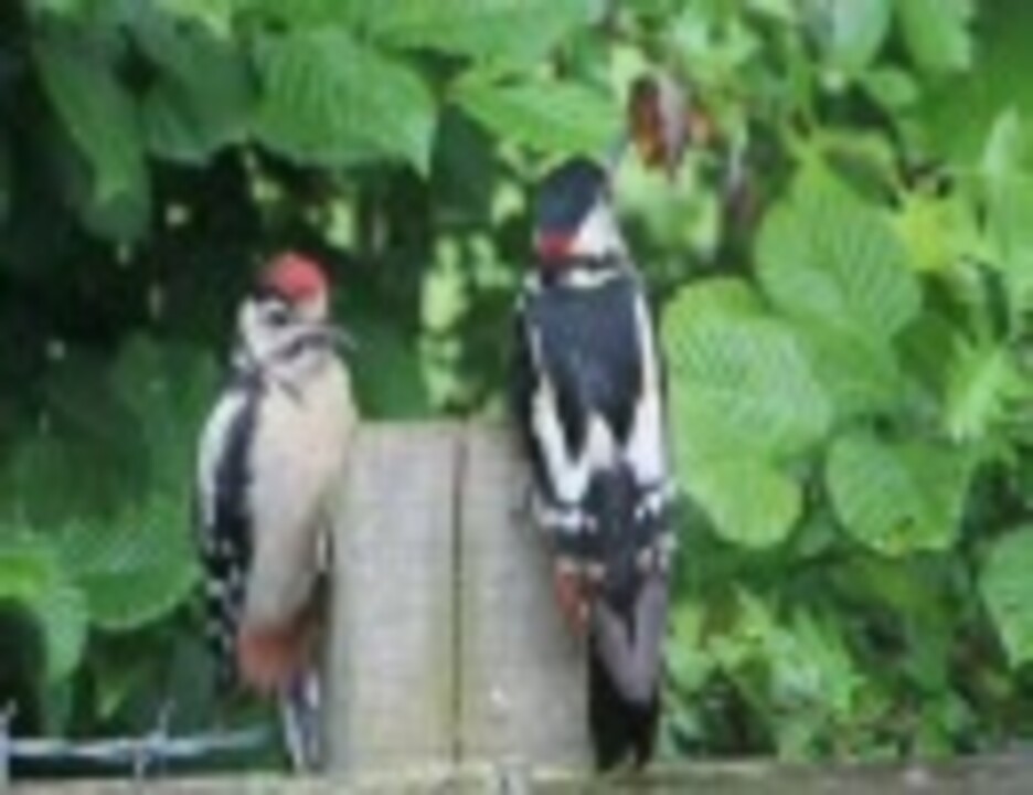 人気の キツツキ 動画 181本 ニコニコ動画