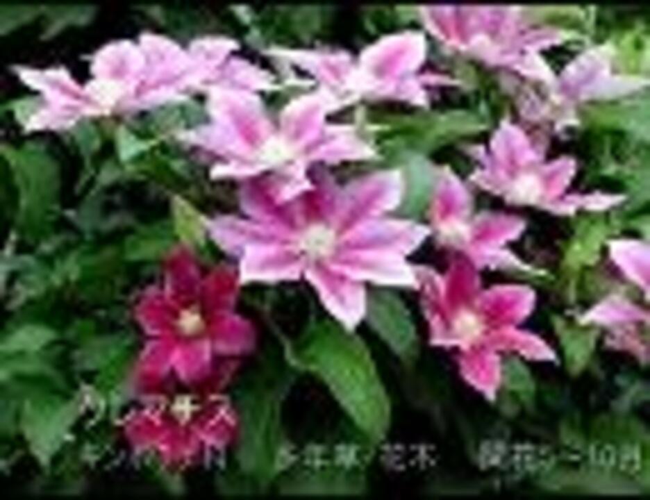 ニコニコ草花図鑑 初夏編 ゆっくり ニコニコ動画